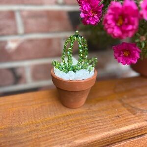 Green Beaded Cactus in Terracotta Pot
